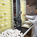 ТҮРКІСТАН: Кентаулық фабрика жылына 16 миллионнан астам жұмыртқа өндіреді