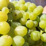 Түркістан облысында фермер жүзімнен жылына 150 млн теңге табыс табады