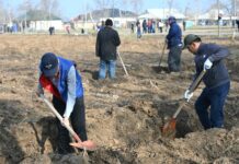 ТҮРКІСТАН: ЖЕТІСАЙДА БІР КҮНДЕ 5 МЫҢ ТҮП КӨШЕТ ОТЫРҒЫЗЫЛДЫ