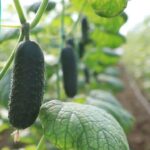 ТҮРКІСТАНДЫҚ ЖЫЛЫЖАЙЛАР МАУСЫМАРАЛЫҚ КЕЗЕҢДЕ ЕЛ СҰРАНЫСЫНЫҢ 45 ПАЙЫЗЫН ҚАМТАМАСЫЗ ЕТЕДІ